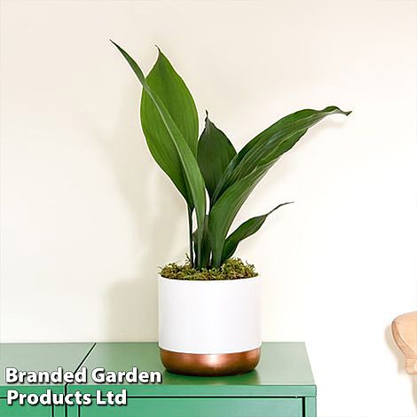 Aspidistra elatior (House Plant)